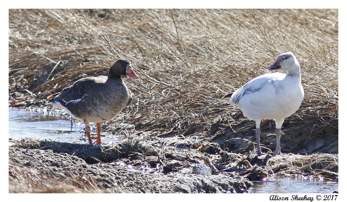 Greater White-fronted Goose - Alison Sheehey