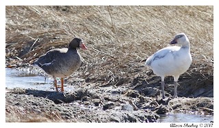Greater White-fronted Goose, ML50215291