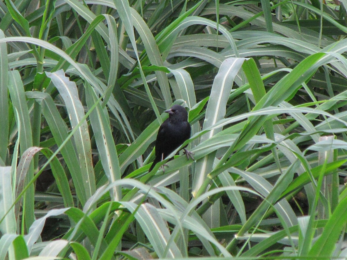 Unicolored Blackbird - ML502153941