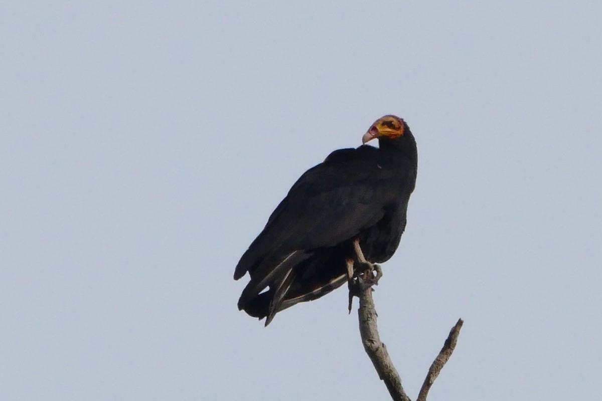 Greater Yellow-headed Vulture - ML50216411