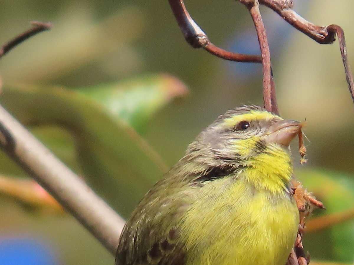 Yellow-fronted Canary - ML502164621