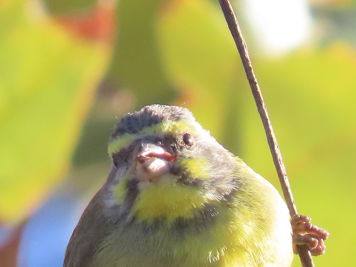 Yellow-fronted Canary - ML502164741