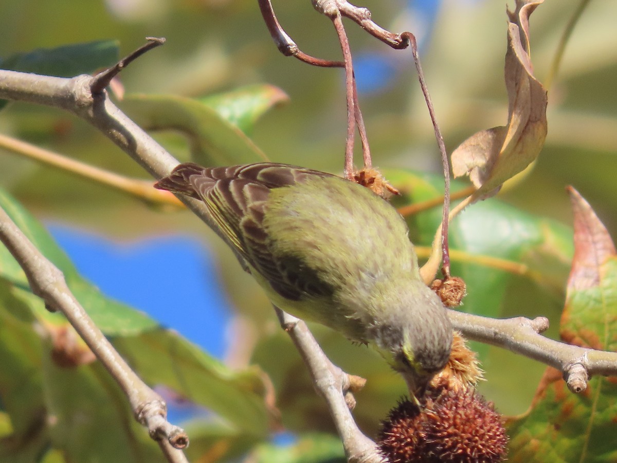 Yellow-fronted Canary - ML502164911