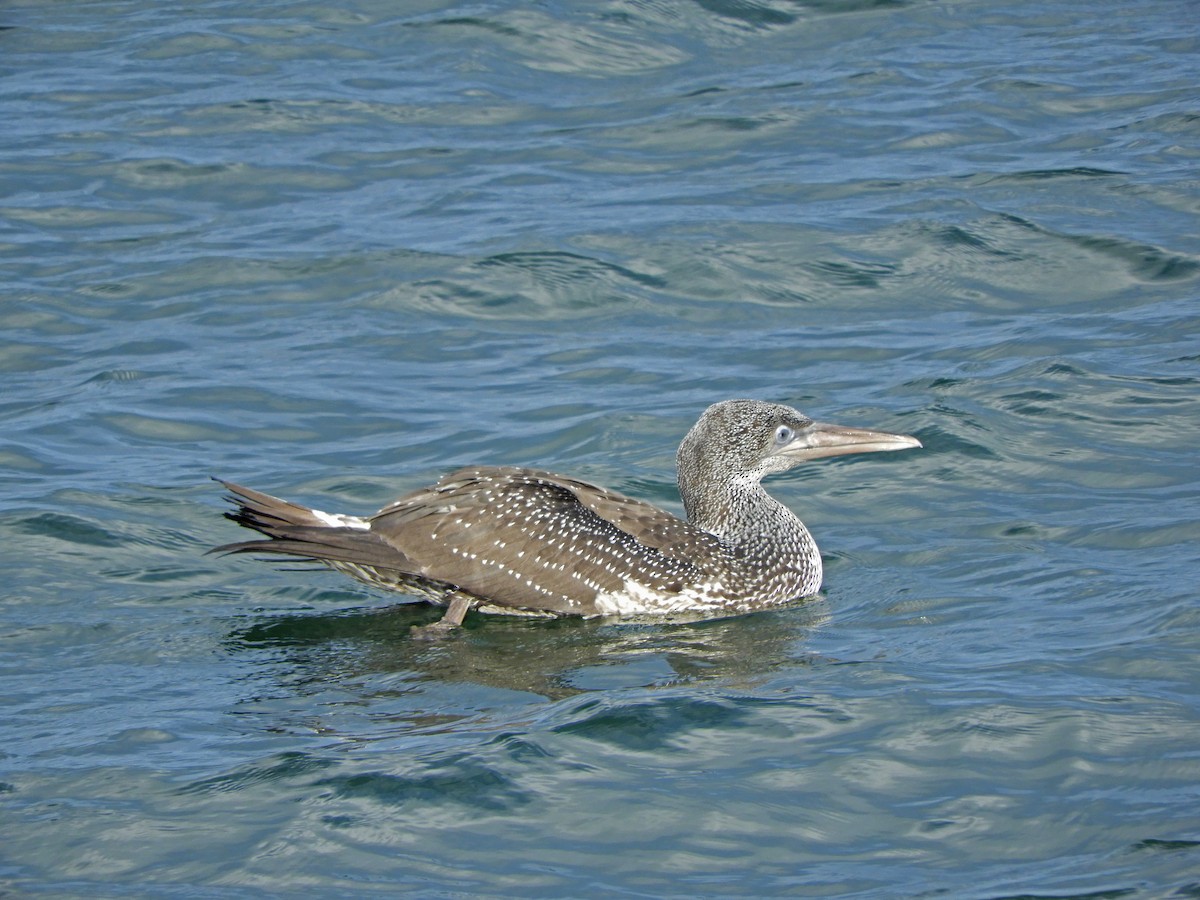 eBird Checklist 7 Nov 2022 Aulds Cove 15 species