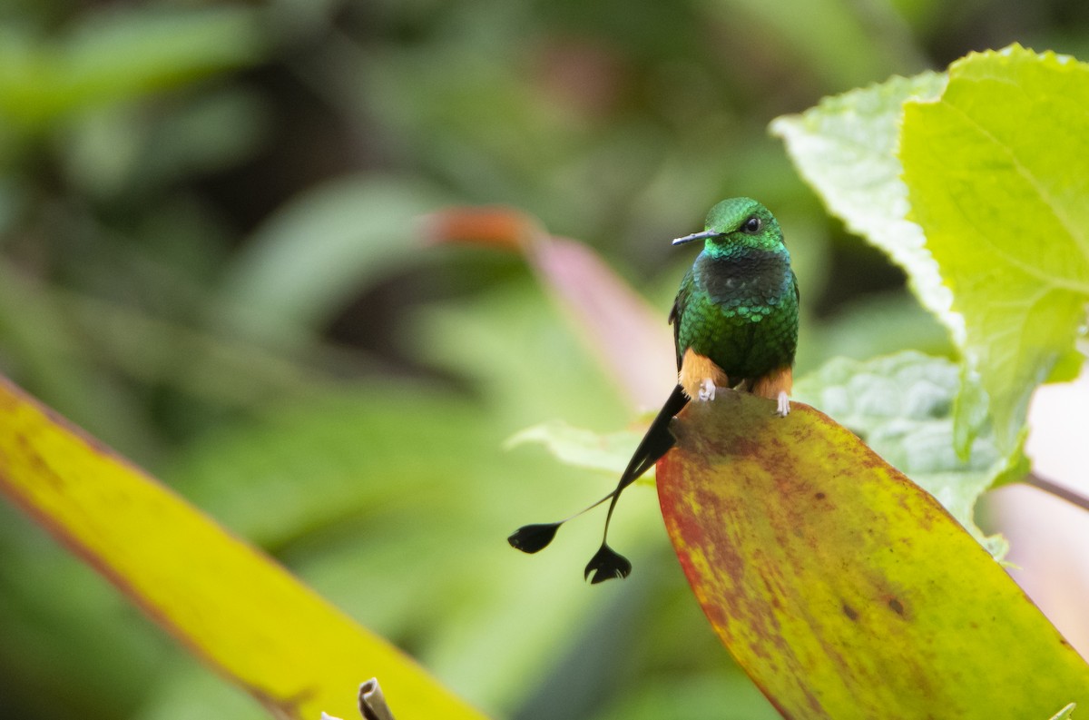 Rufous-booted Racket-tail (Anna's) - David F. Belmonte
