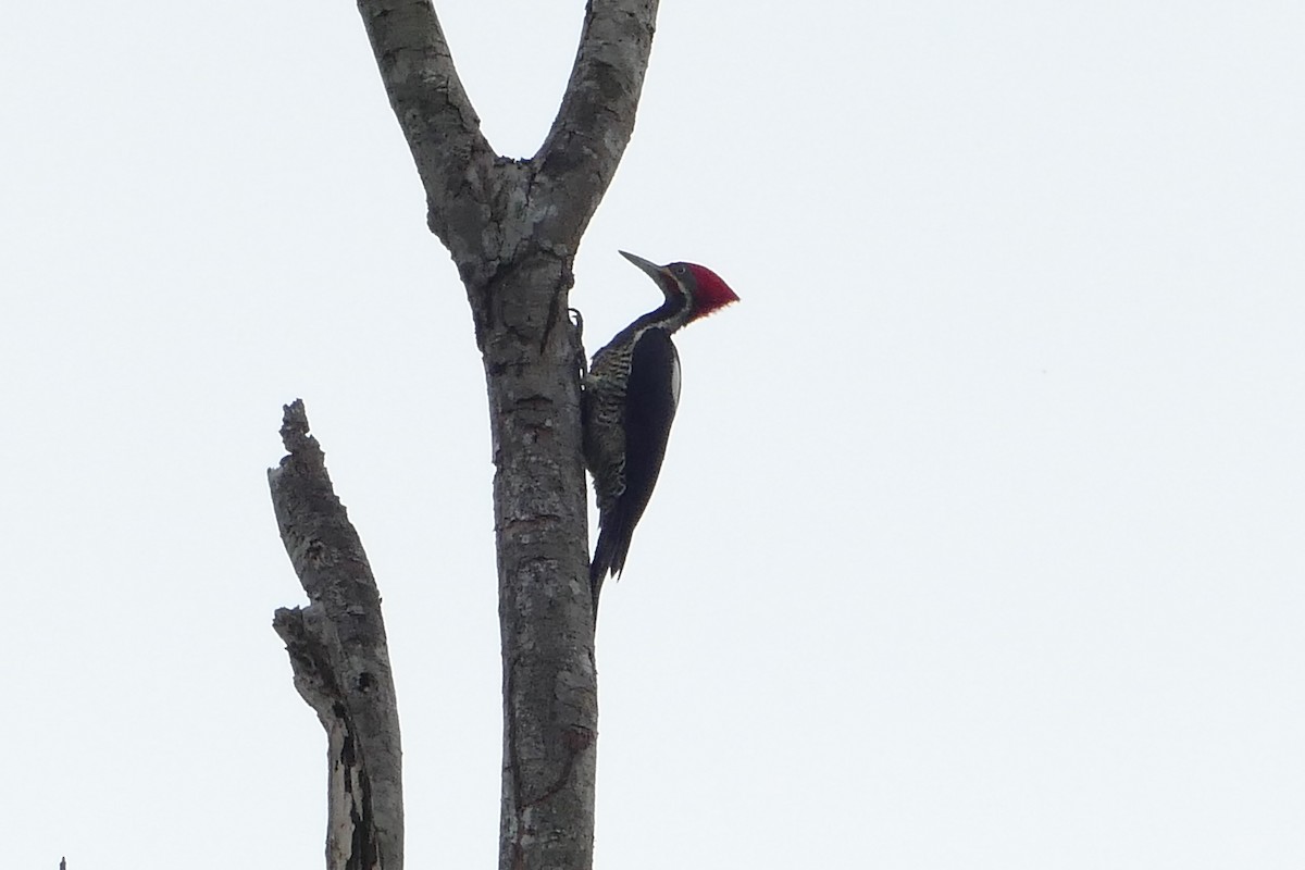 Lineated Woodpecker - ML50216911