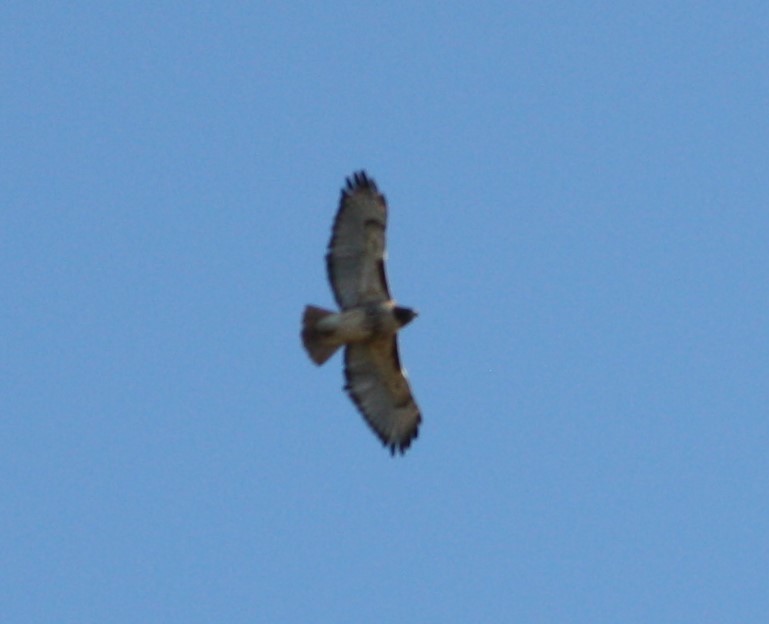 Red-tailed Hawk - ML502169131