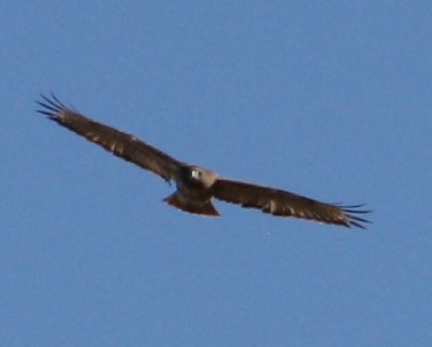 Red-tailed Hawk - ML502169141