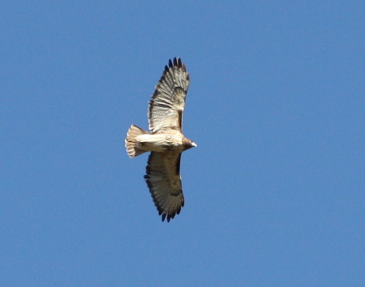 Red-tailed Hawk - ML502169151