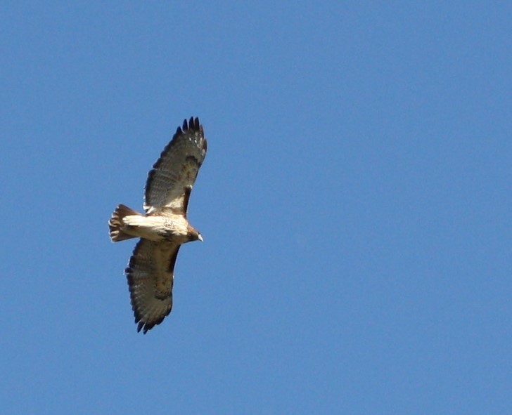 Red-tailed Hawk - ML502169161