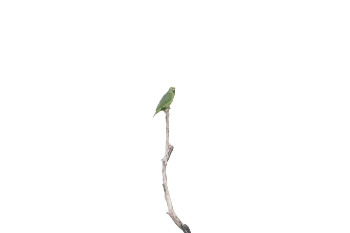 Yellow-crowned Parrot - ML50216931