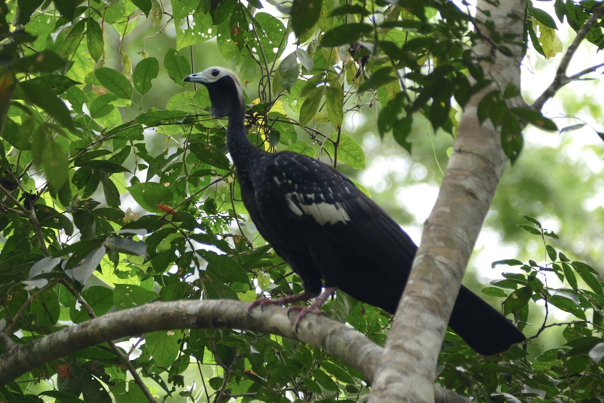 Blue-throated Piping-Guan - ML50217461