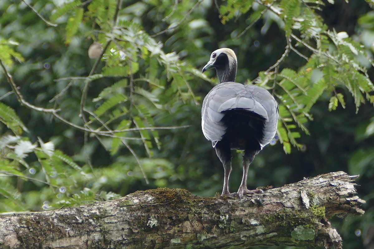 Blue-throated Piping-Guan - ML50217471