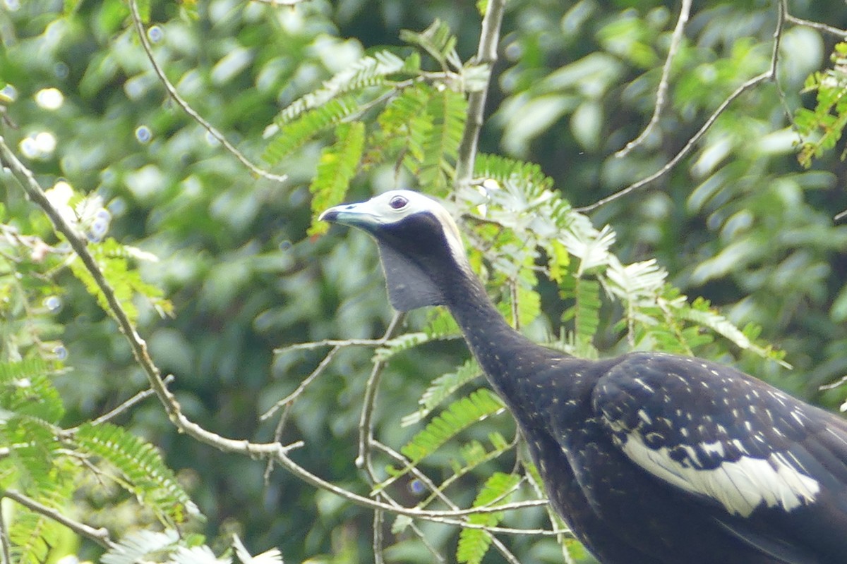 Blue-throated Piping-Guan - ML50217481