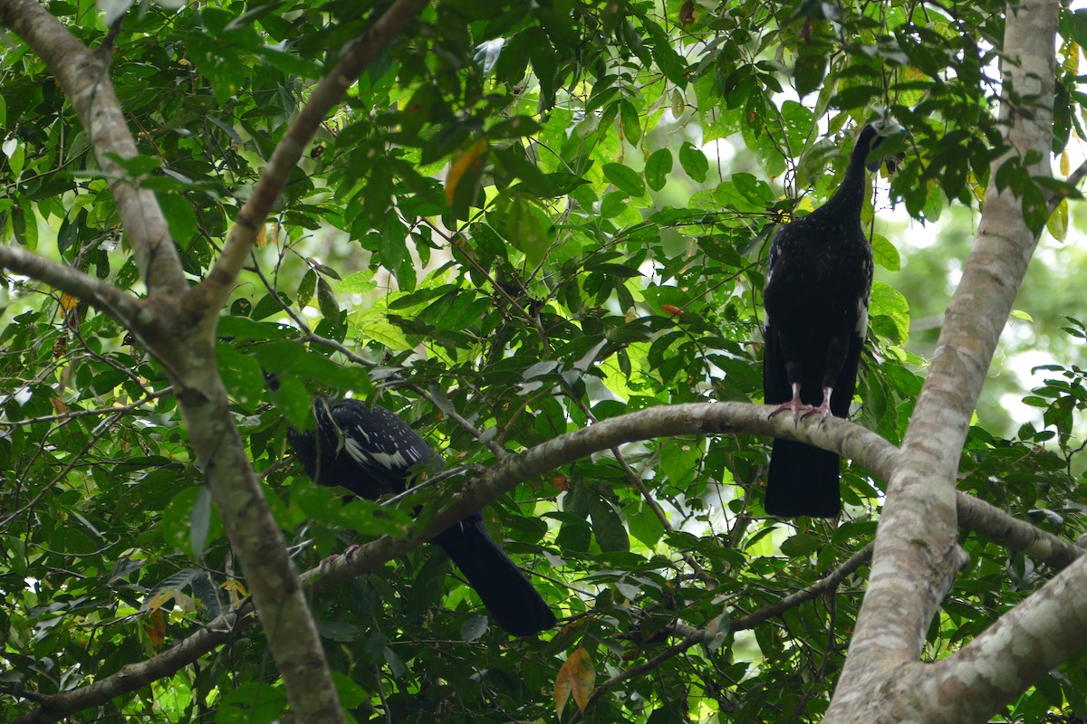 Blue-throated Piping-Guan - ML50217491