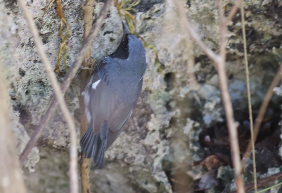 Black-throated Blue Warbler - ML502175541