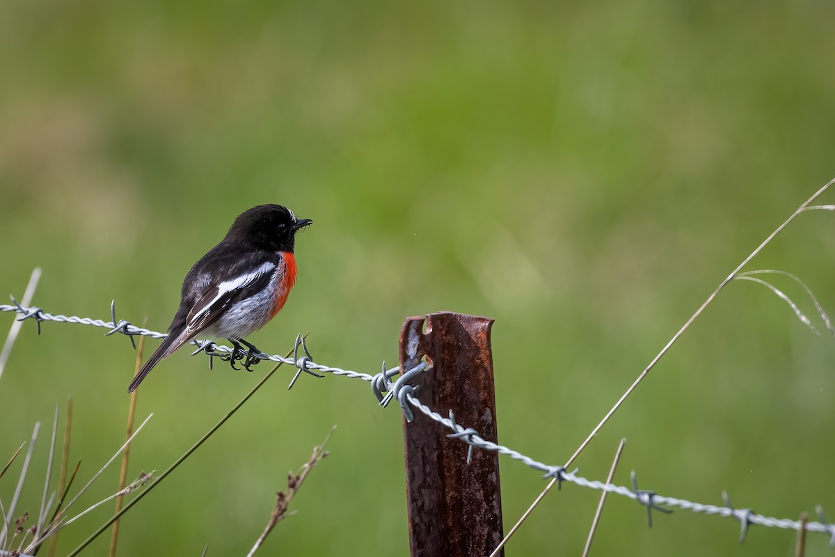 Scarlet Robin - Anonymous
