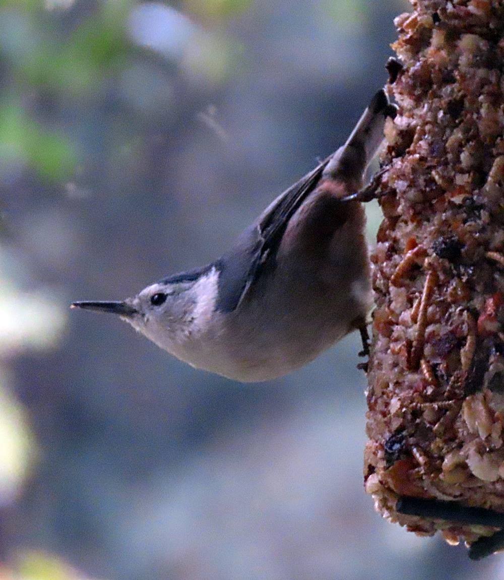 White-breasted Nuthatch - ML502178241