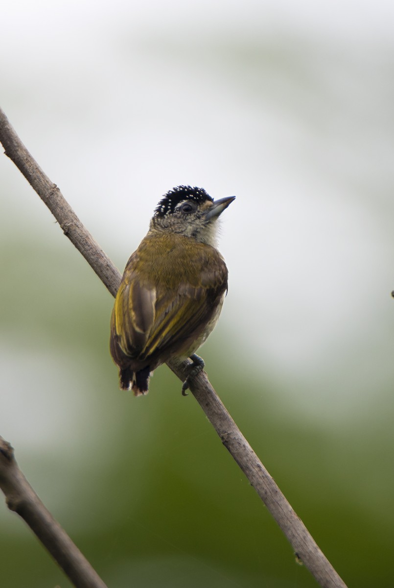 Fine-barred Piculet - ML502179401