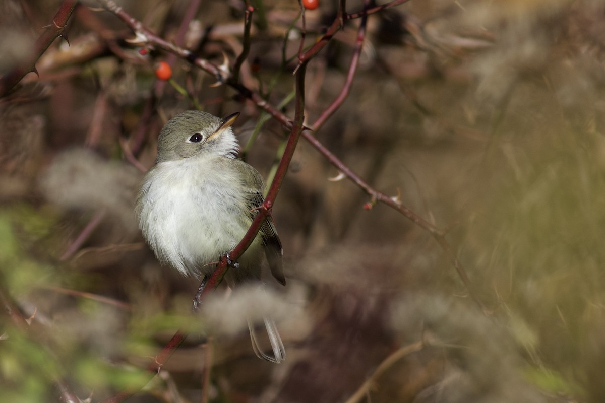Least Flycatcher - ML502181591