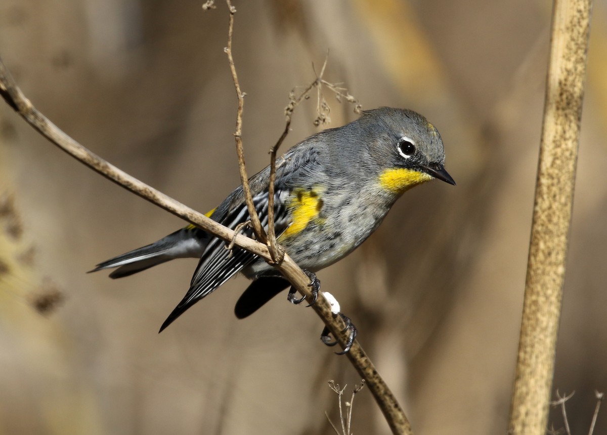 Yellow-rumped Warbler (Audubon's) - ML502185031