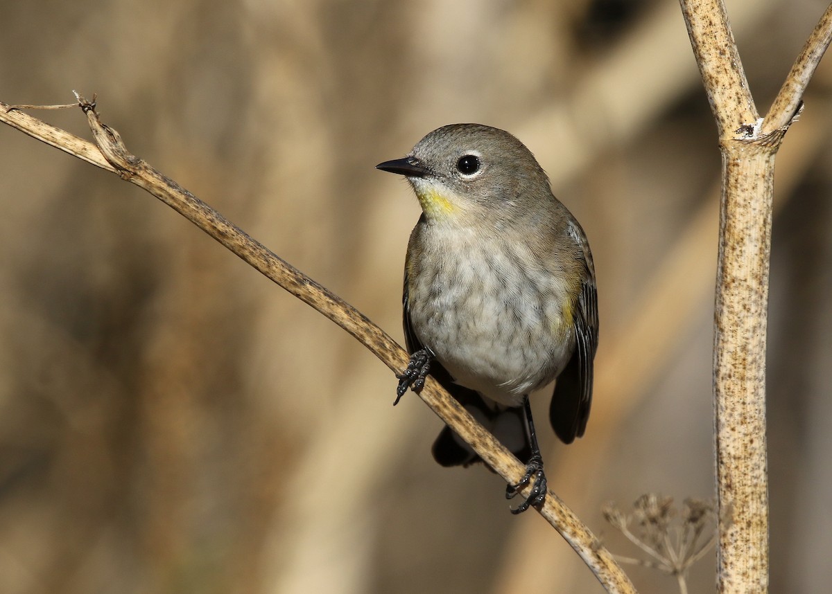 Yellow-rumped Warbler (Audubon's) - ML502185071