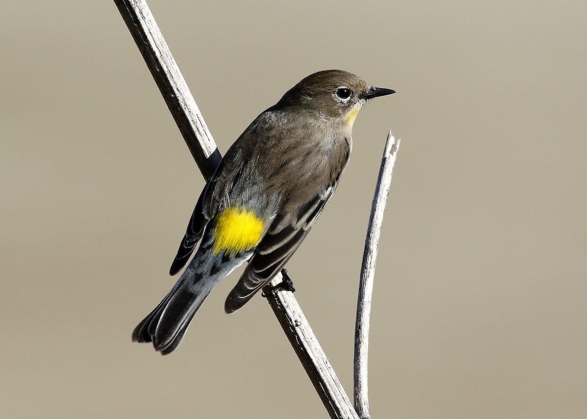 Yellow-rumped Warbler (Audubon's) - ML502185091