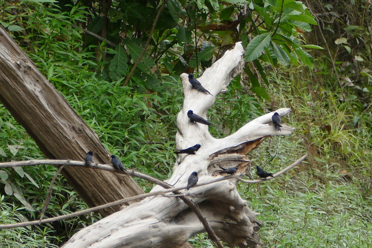 White-banded Swallow - ML50218621