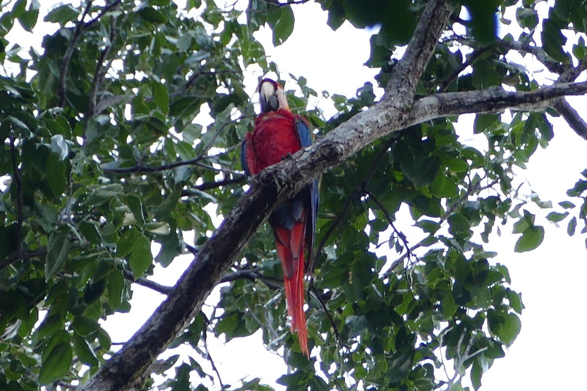 Scarlet Macaw - ML50218851