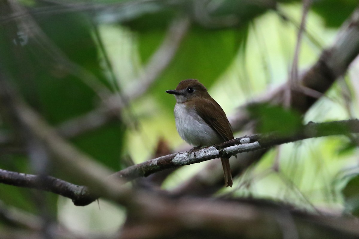 Chestnut-tailed Jungle Flycatcher - Charley Hesse TROPICAL BIRDING