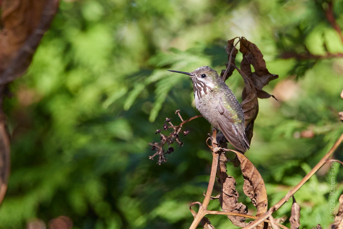 Calliope Hummingbird - ML502197251