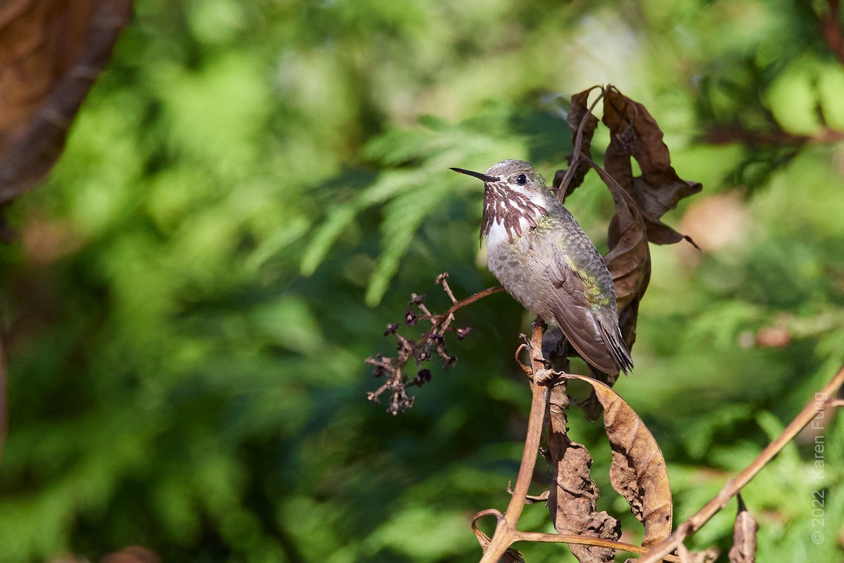 Calliope Hummingbird - ML502197271