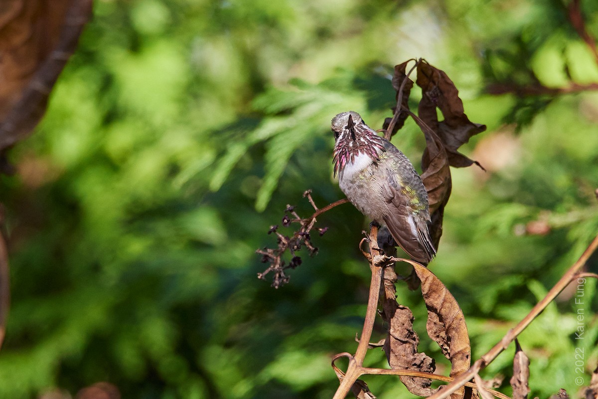 Calliope Hummingbird - ML502197311