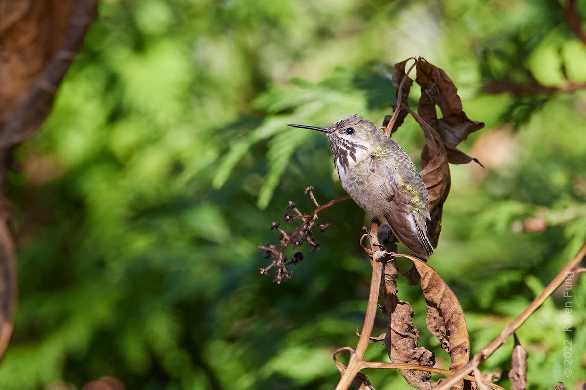 Calliope Hummingbird - Karen Fung