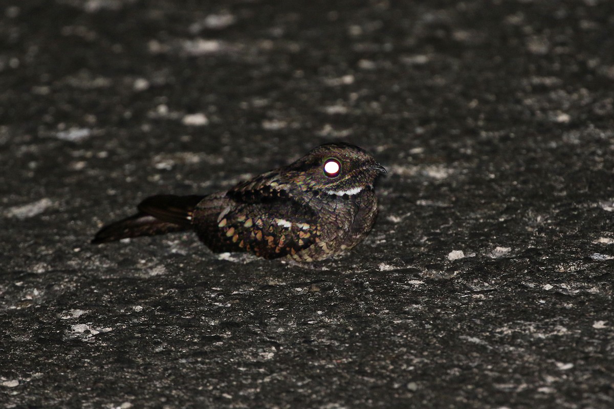 Philippine Nightjar - Charley Hesse TROPICAL BIRDING