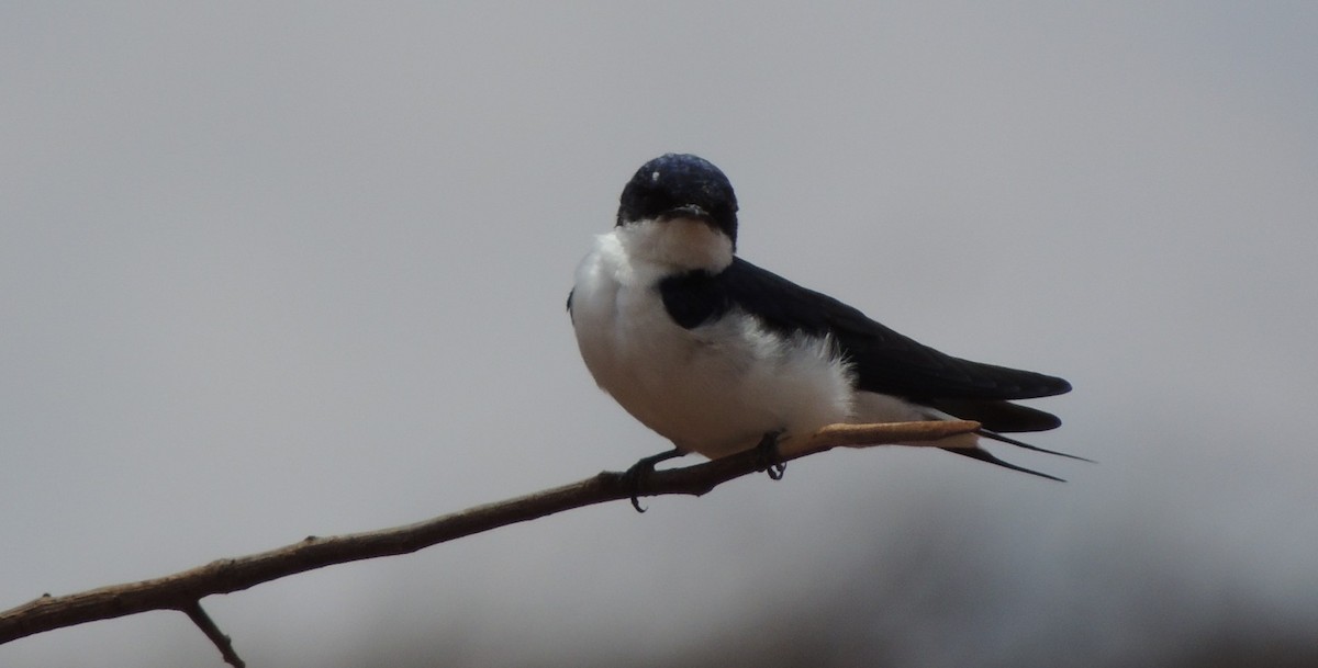 White-tailed Swallow - Peter Bono