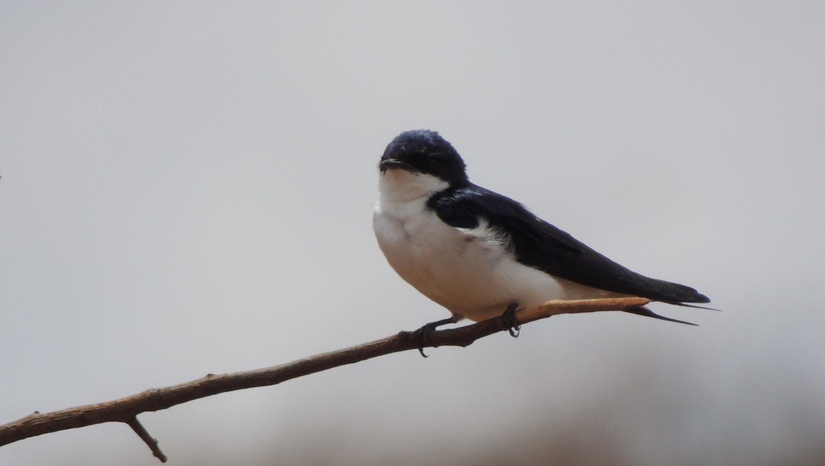 White-tailed Swallow - Peter Bono