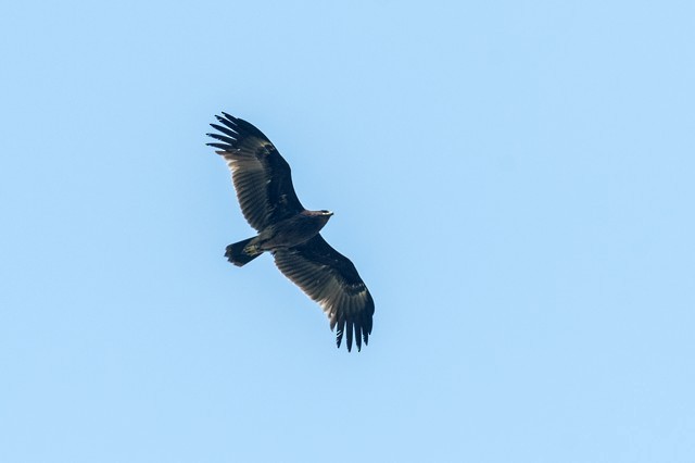 Greater Spotted Eagle - ML50220351