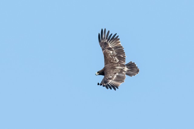 Greater Spotted Eagle - ML50220361