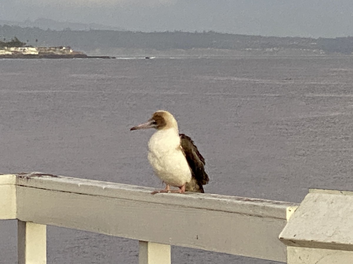 Red-footed Booby - ML502204151