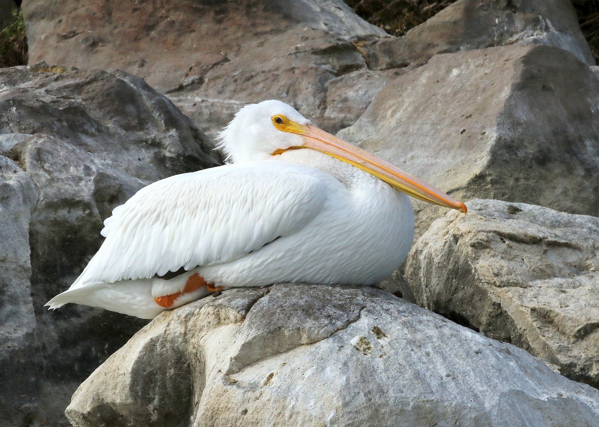 American White Pelican - ML502206911