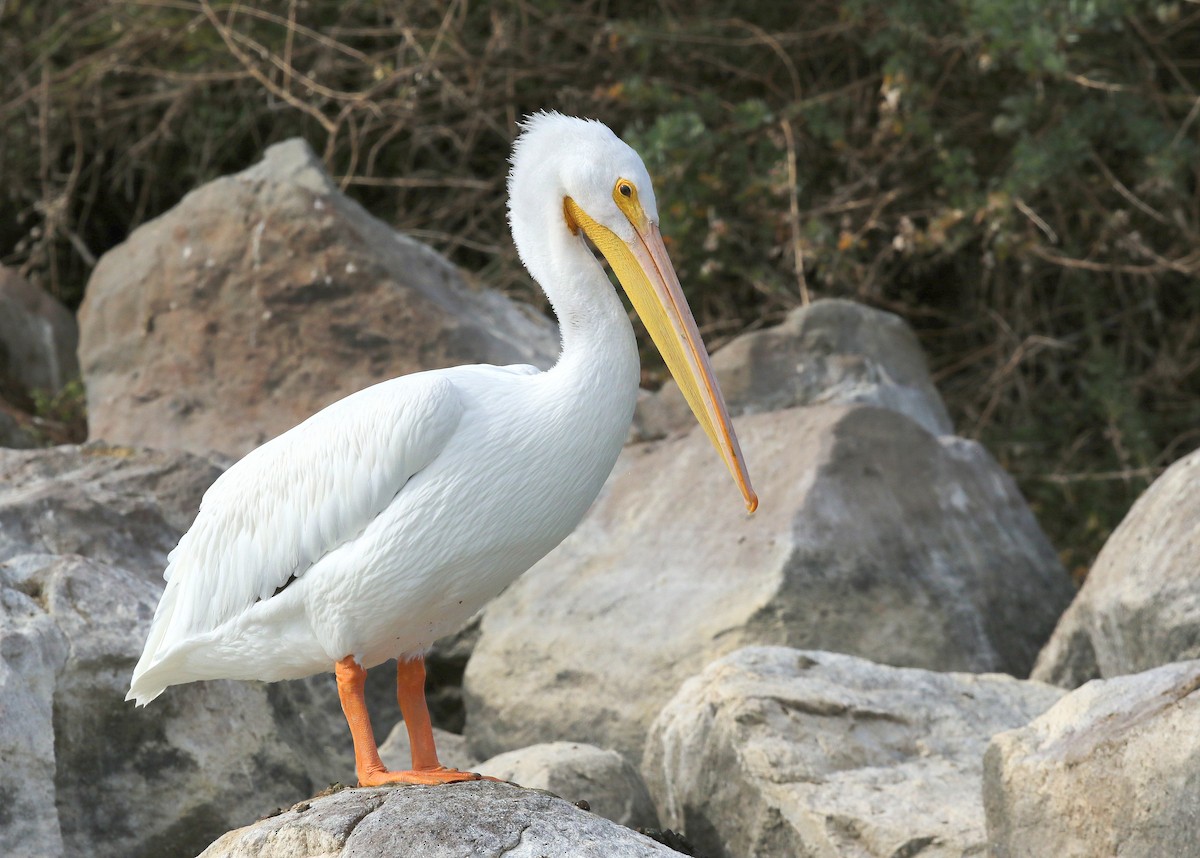pelikán severoamerický - ML502206941