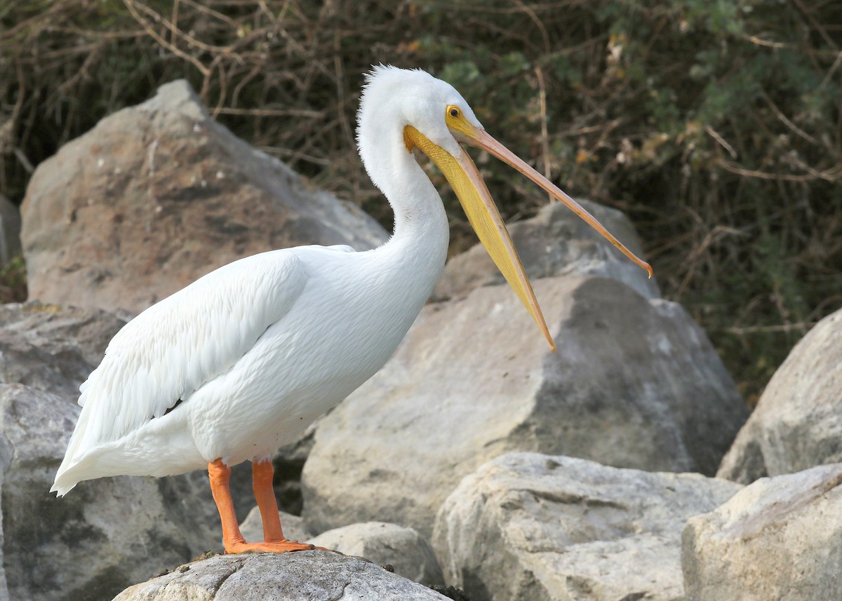 pelikán severoamerický - ML502206961