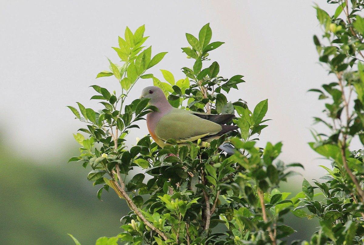 Pink-necked Green-Pigeon - ML50220781