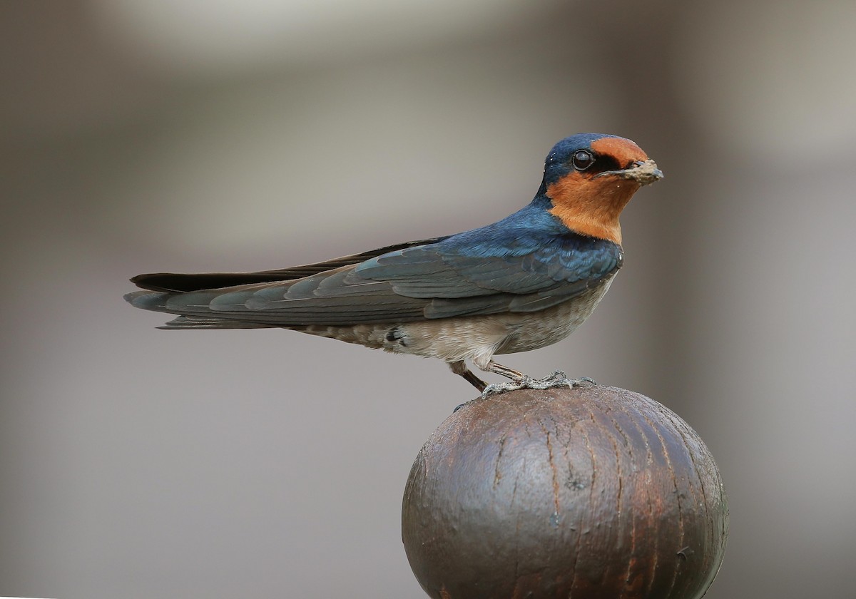 Pacific Swallow - ML50220881