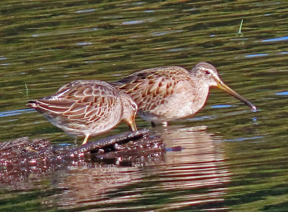 Long-billed Dowitcher - ML502221341