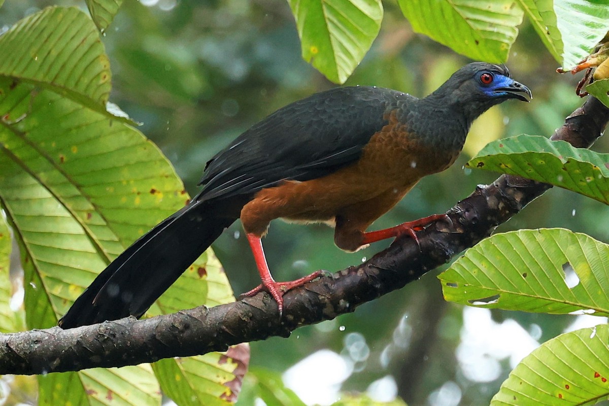Sickle-winged Guan - ML502222771