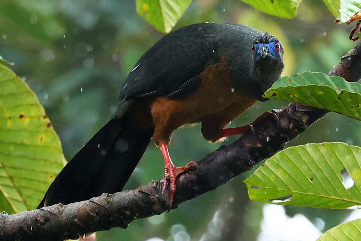 Sickle-winged Guan - ML502222781