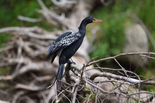 Long-tailed Cormorant - Sze On Ng (Aaron)