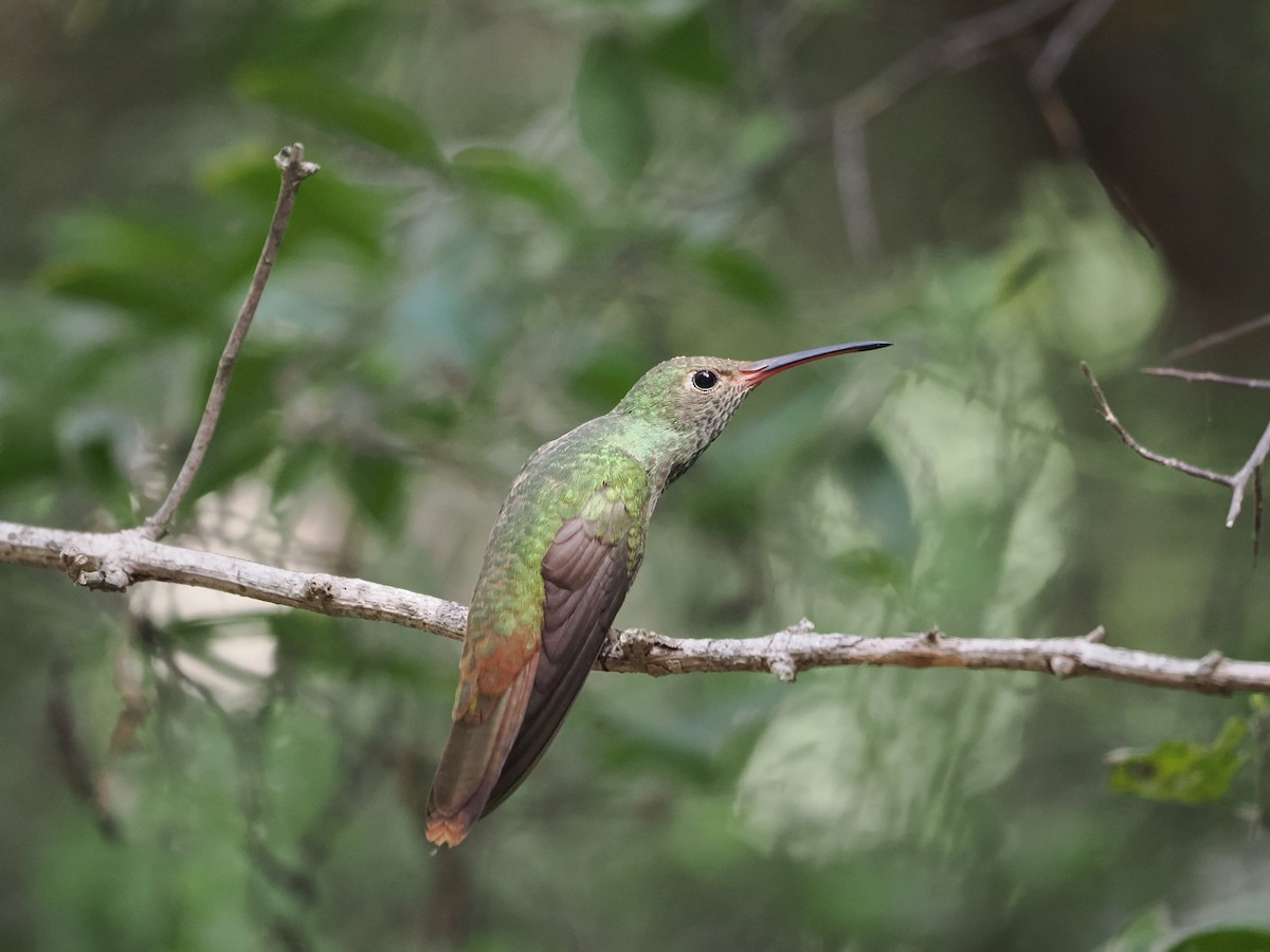 Buff-bellied Hummingbird - ML502227411